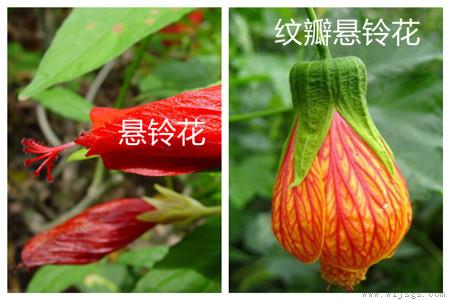 悬铃花和朱瑾、纹瓣悬铃花的区别