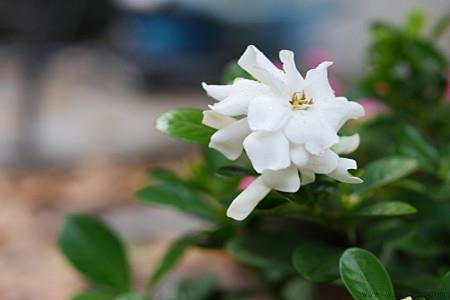 栀子花一年开花几次