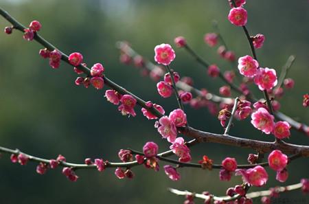 梅花种子怎么种