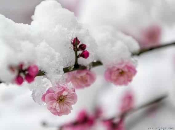 梅花什么季节开花