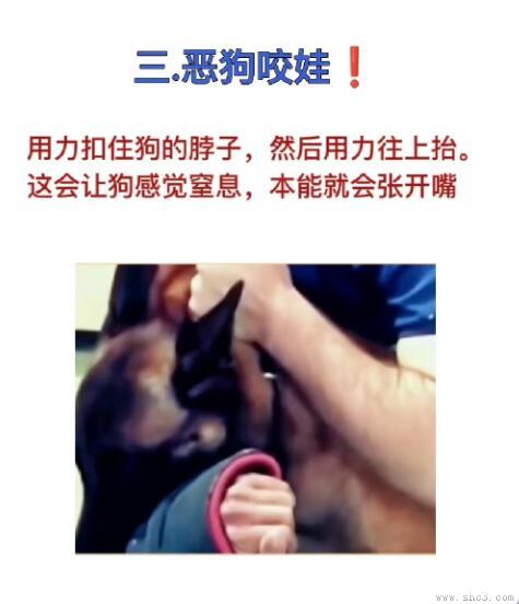 当你的狗狗攻击时应该怎么办(面对大型犬攻击时候的防护策略)