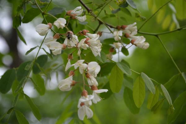 槐花有哪些品种