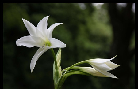 百合花的养殖注意事项