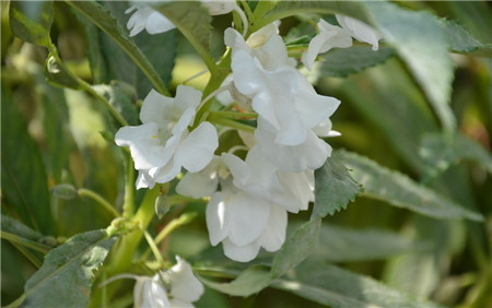 凤仙花怎么采种