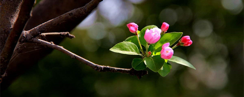 海棠是什么季节开的花，喜欢水多还是水少