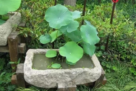 水生植物怎么养