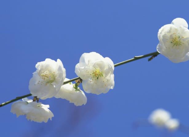 种植梅花用什么土