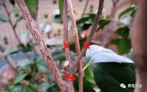 茶花修剪