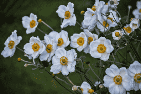 水仙花怎么养才开花？水仙花的花期