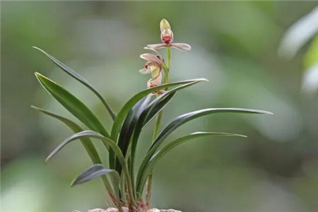 兰花土里能加草木灰吗