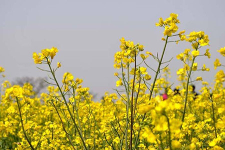 油菜花