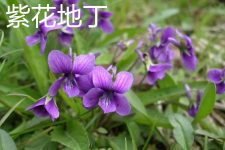 堇菜和紫花地丁的区别