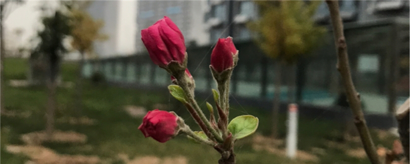 海棠冬季有叶子吗，冬季开花吗