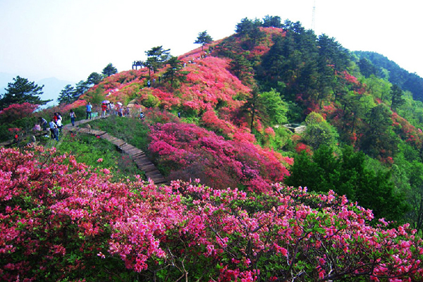 杜鹃花几天浇一次水