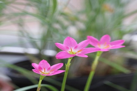 风雨兰怎么能开花多