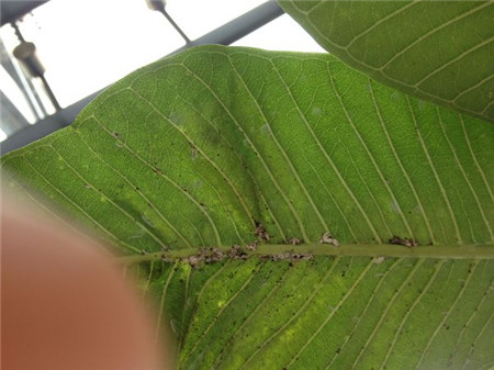 鸡蛋花病虫害防治方法