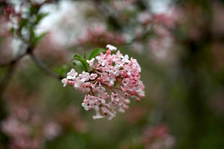 香荚蒾