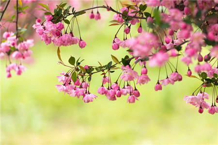 海棠花的花语是什么