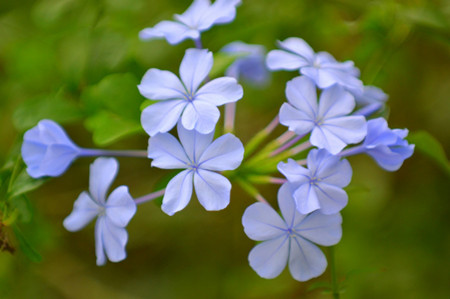 蓝花丹的花语及传说