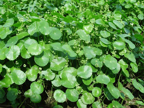 天胡荽的栽培方法