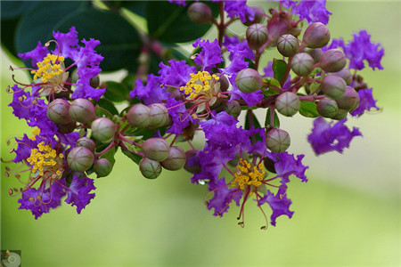 紫薇花生虫了怎么办 常见虫害及防治方法