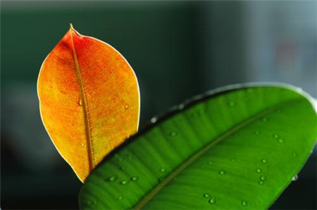 橡皮树的花语及风水