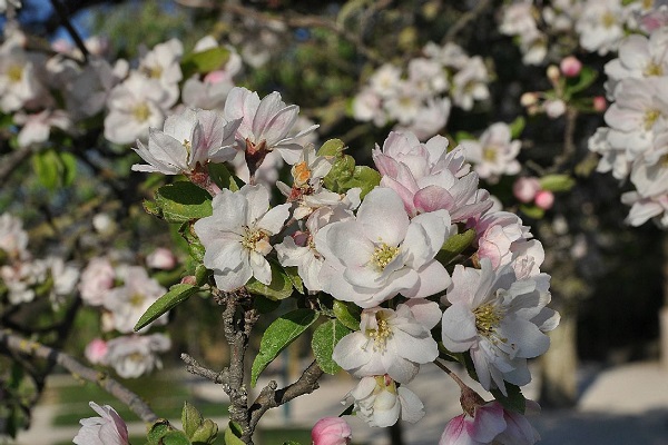 海棠花怎么延长花期