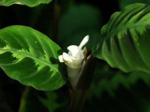 飞羽竹芋的养殖方法及注意事项