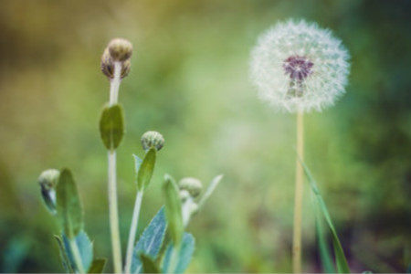 蒲公英怎么种植？蒲公英种植技术及管理