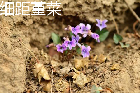 紫花堇菜和细距堇菜的区别