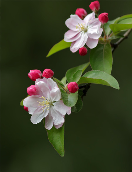 西府海棠什么时候开花