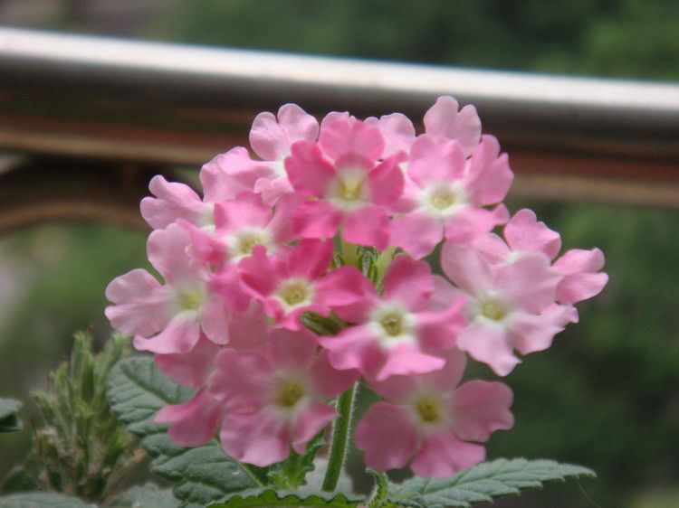 美女樱开花特性及花期特点