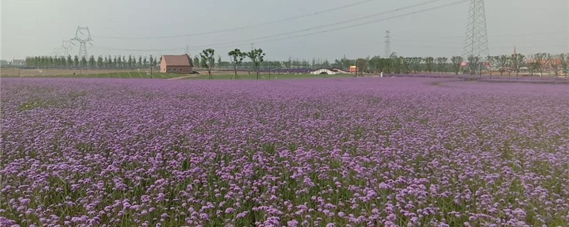 柳叶马鞭草的养殖方法