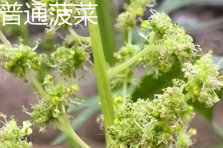 野菠菜和普通菠菜的区别