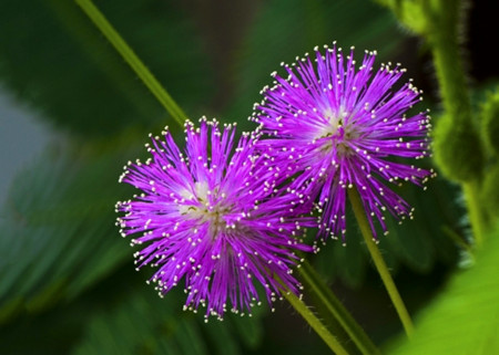 含羞草的花语及传说