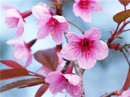 桃花种子怎么种