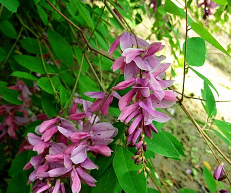 花木蓝种子怎么种