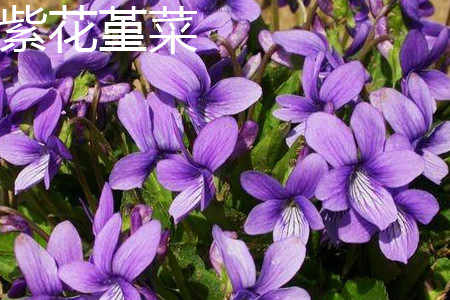 紫花堇菜