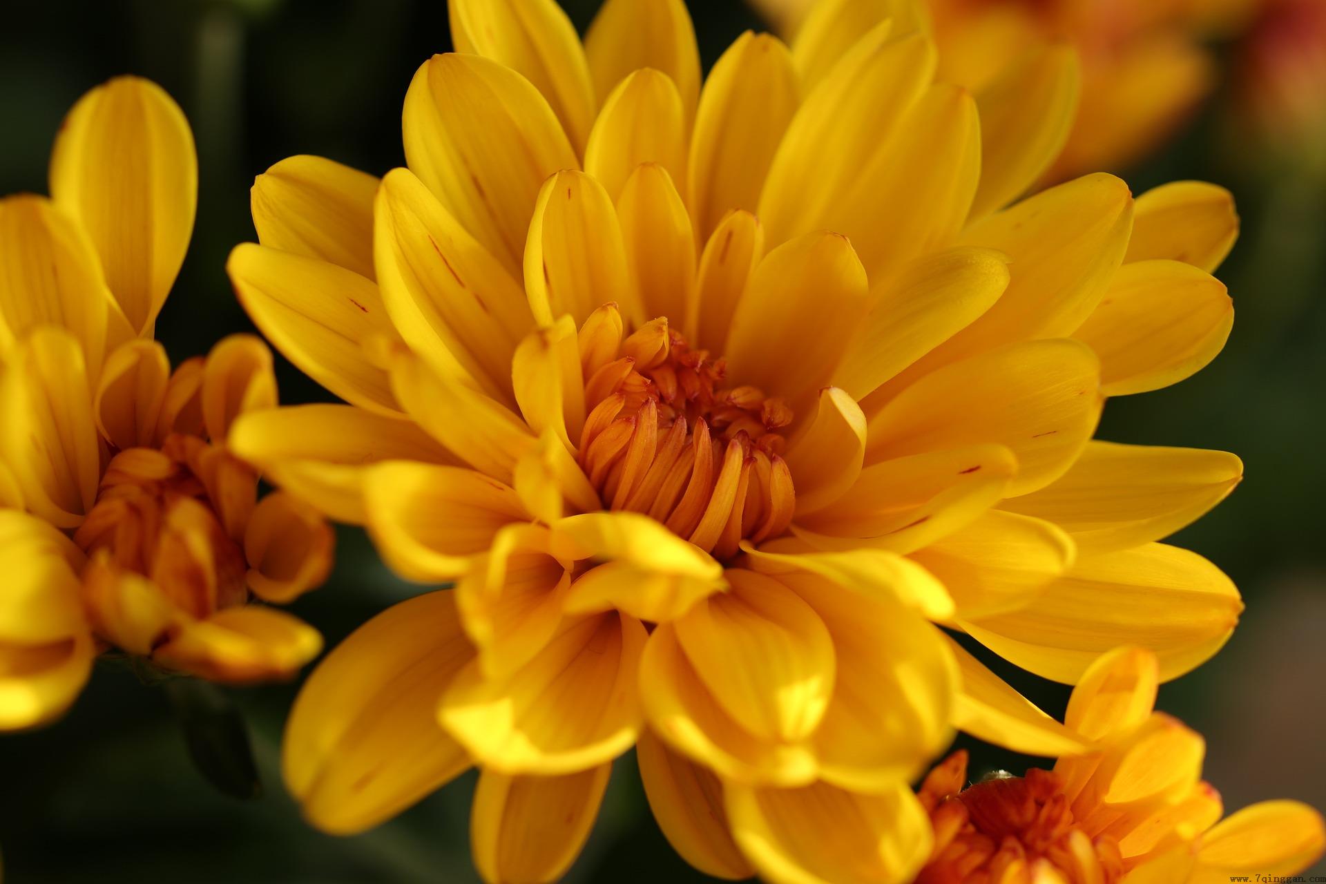 重阳节赏菊 Appreciating Chrysanthemums during the Double Ninth Festival